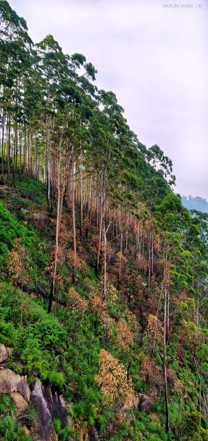Nature and Peace