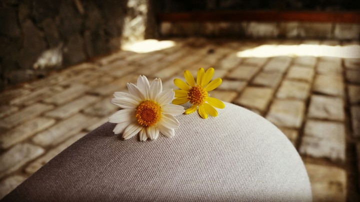 Flowers on Etna Mount