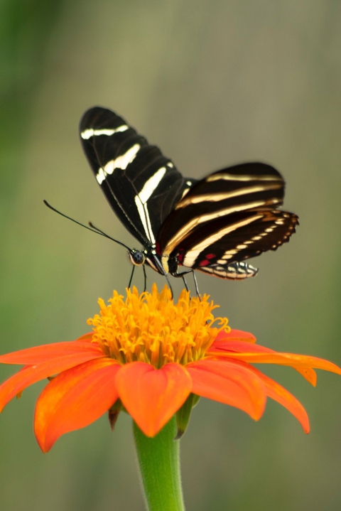 Pollen, butterfly duvar kağıtları