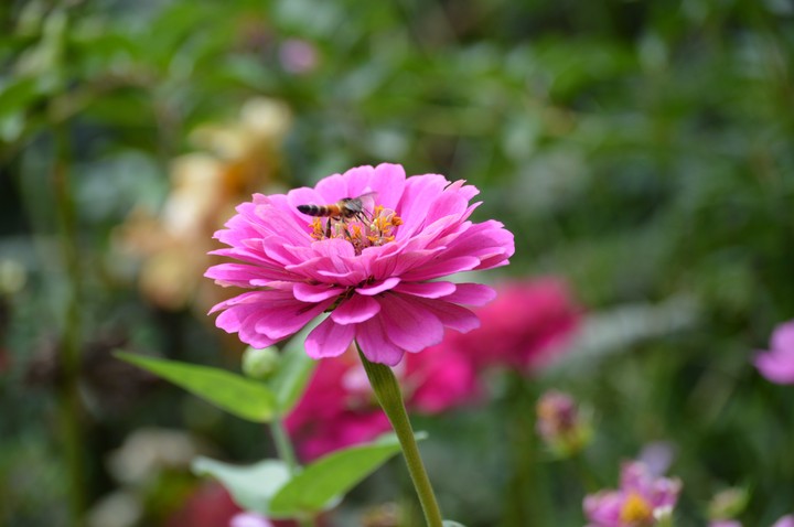 Pink bee