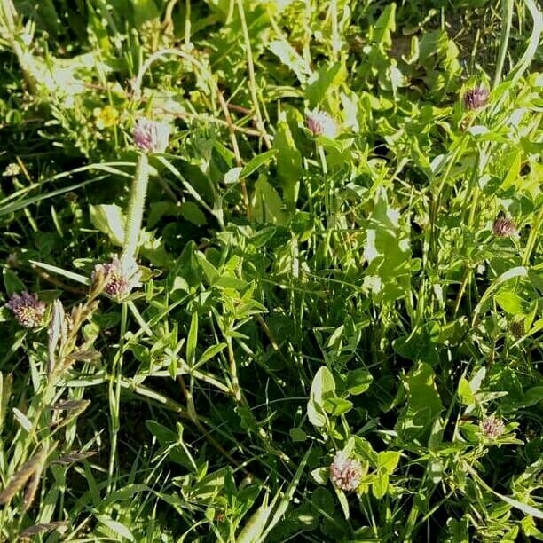 Clover
