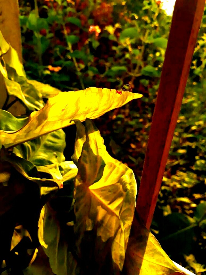 nature 2