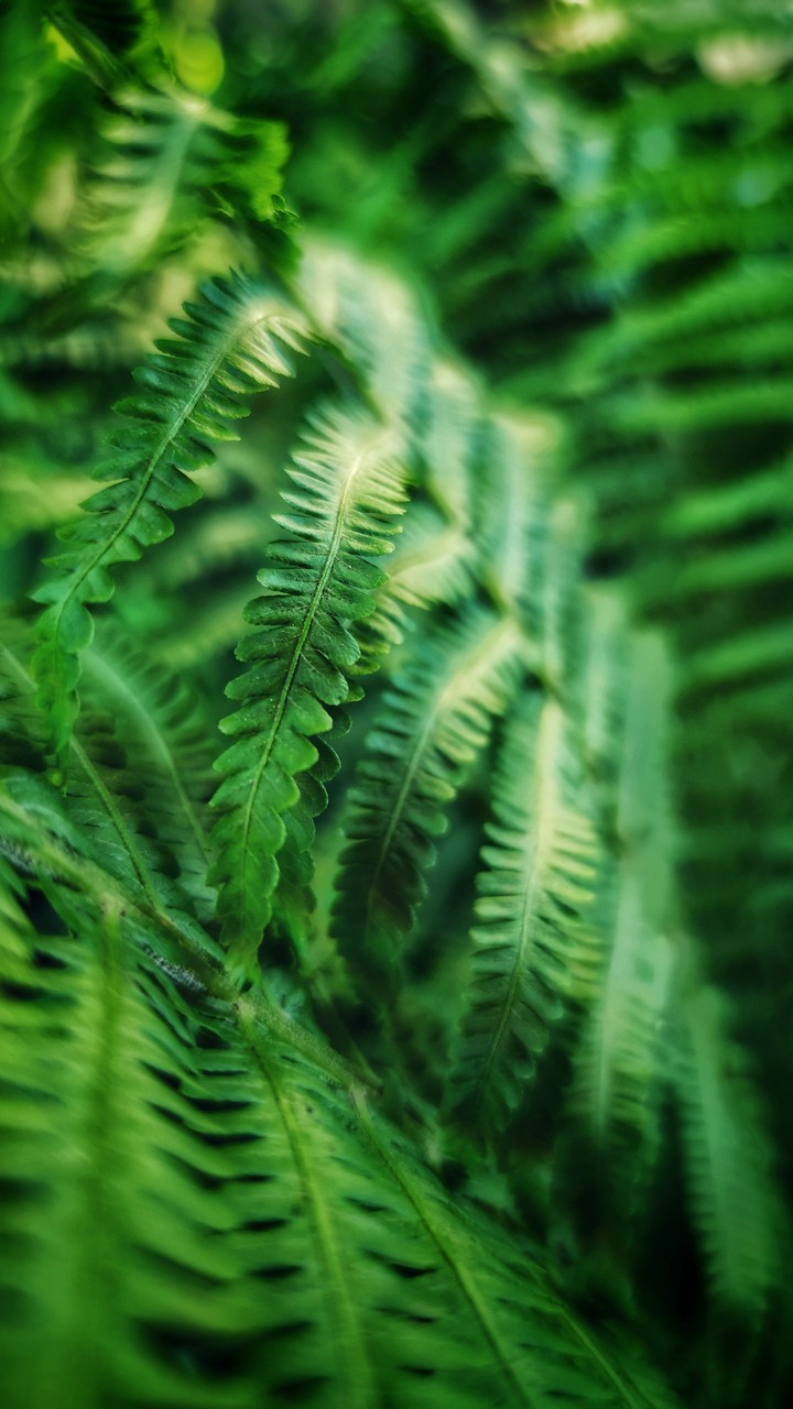 Fern