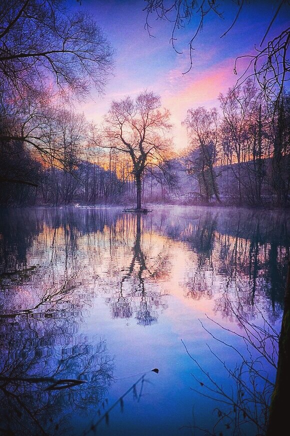 sunset in the forest