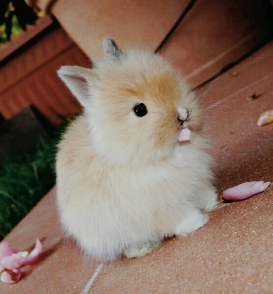 rabbit