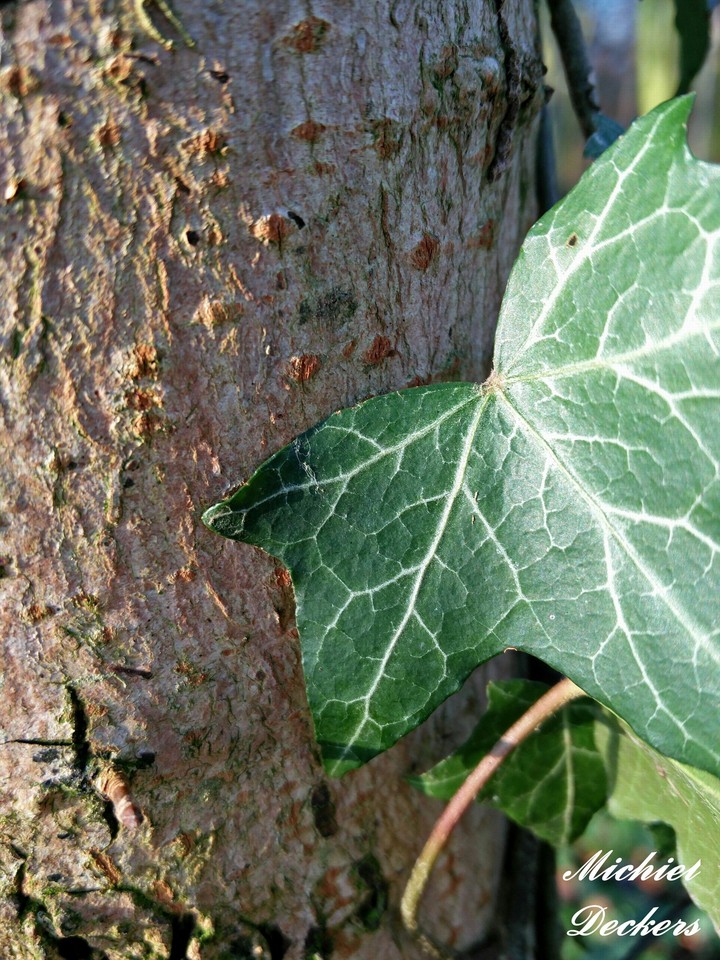 Plant on a tree