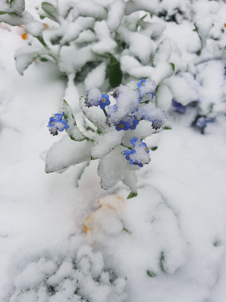 flowers