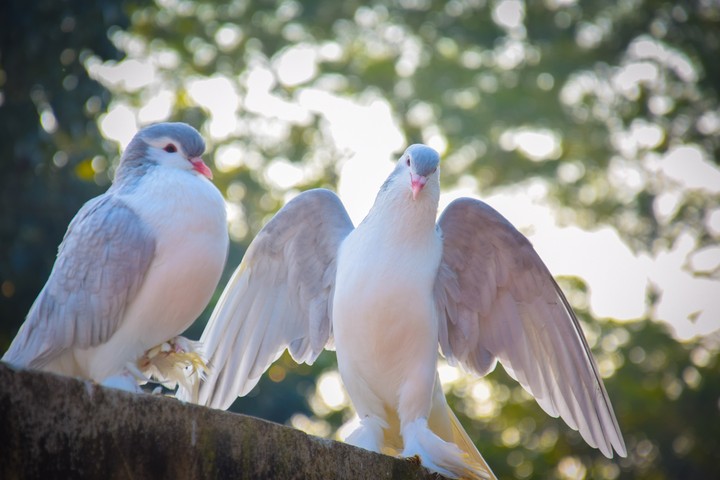 pigeons