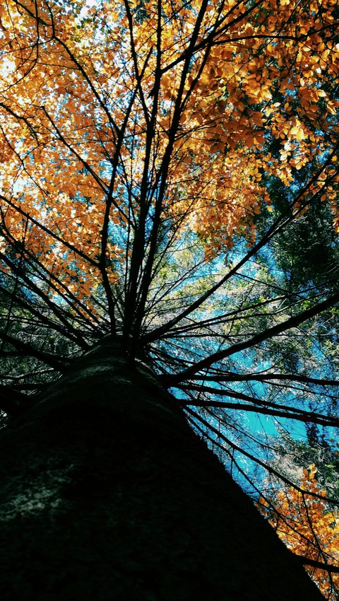 forest