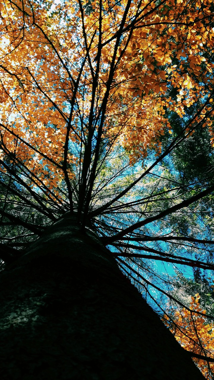 forest