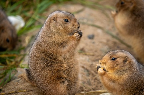 vertebrate, rodent háttérképek