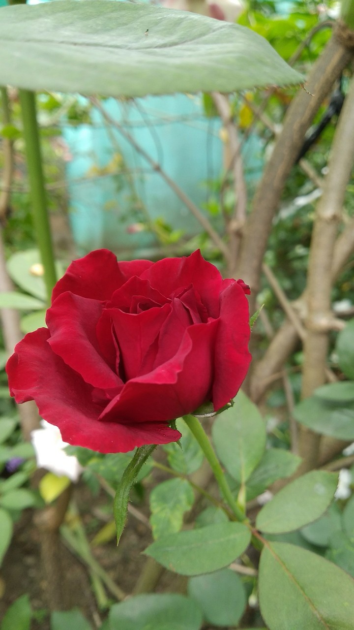 reddish rose
