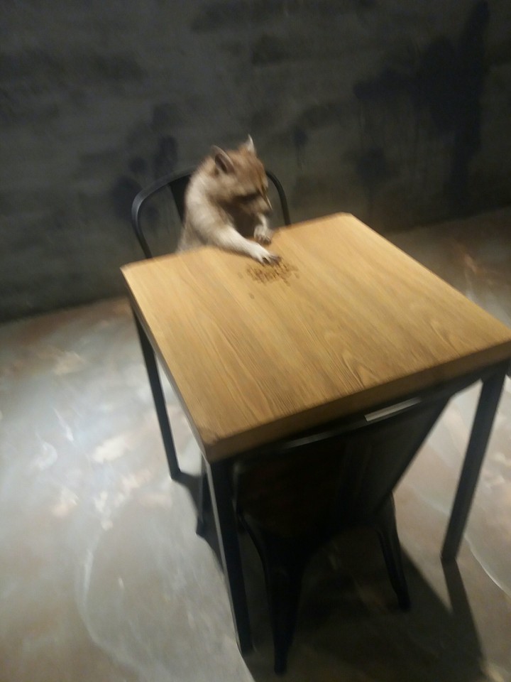 사료먹는 라쿤