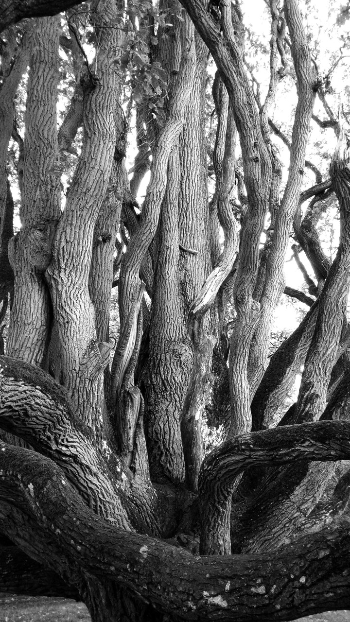 Alter Baum 2