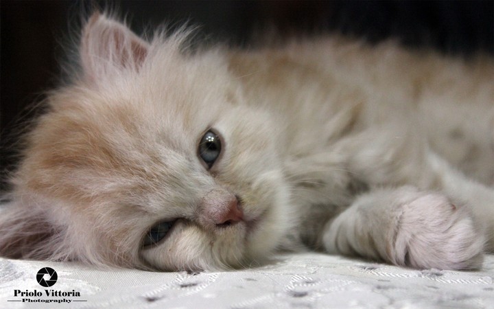Little Giove