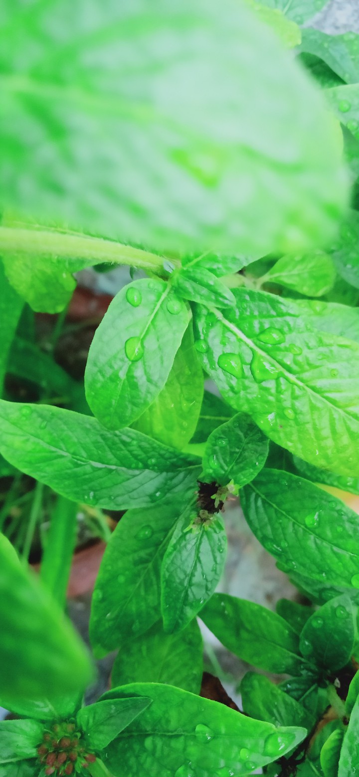 green