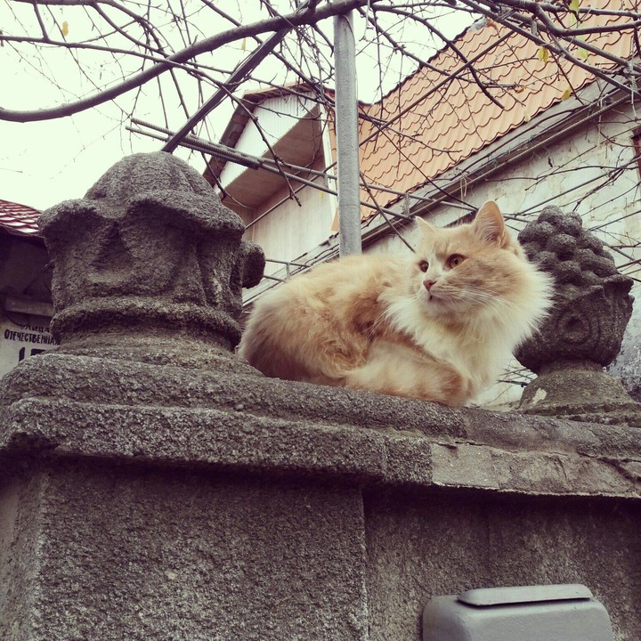 увидила котика на улице)))