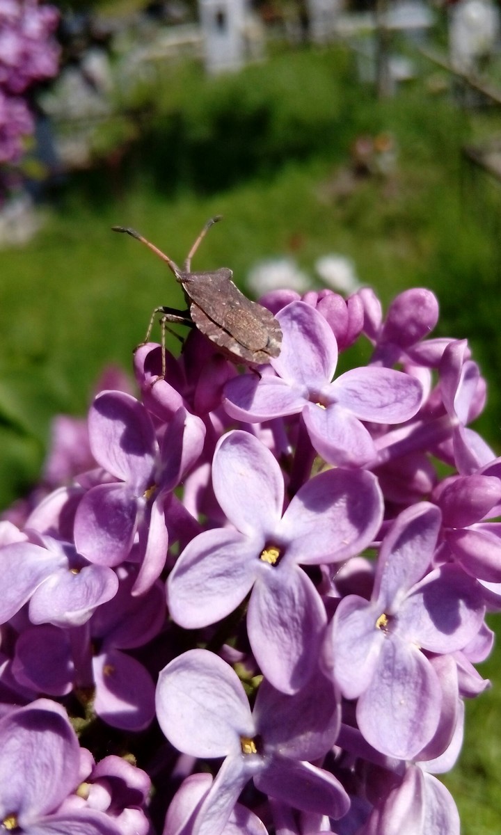 shieldbug on a lilac