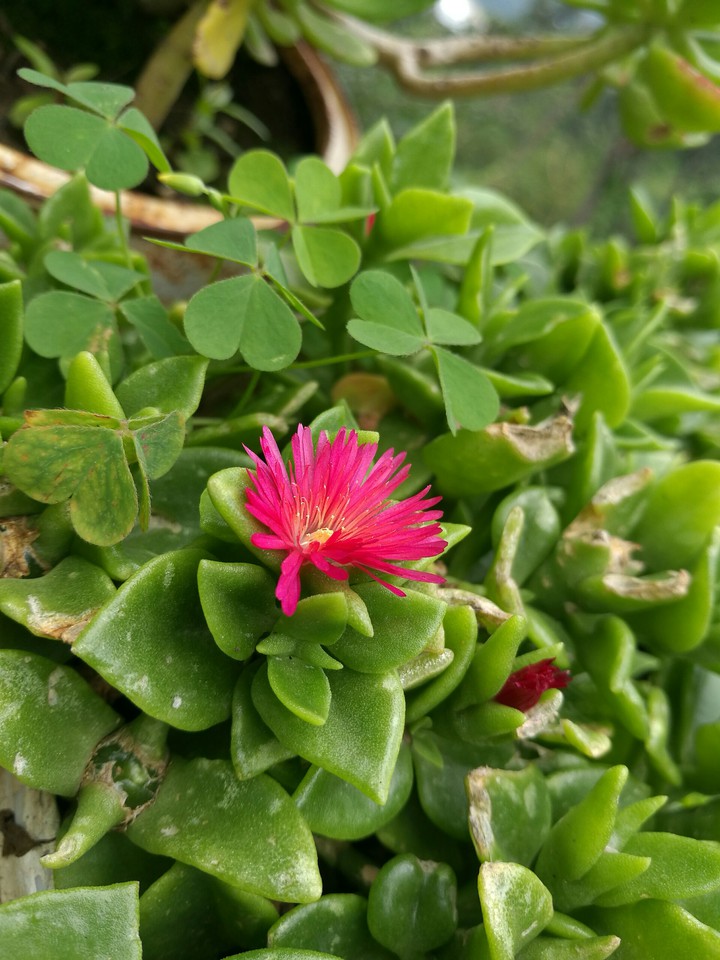 I love flower