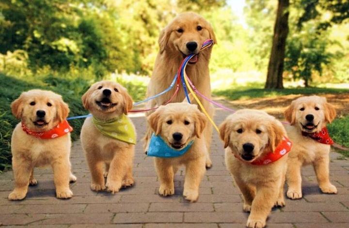 köpecikler