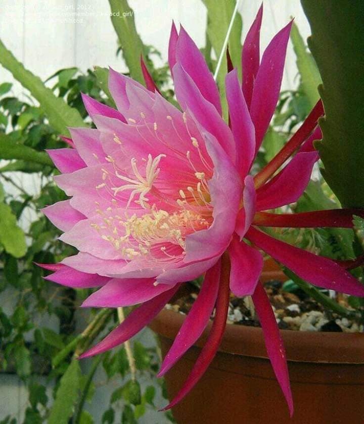 Flores.