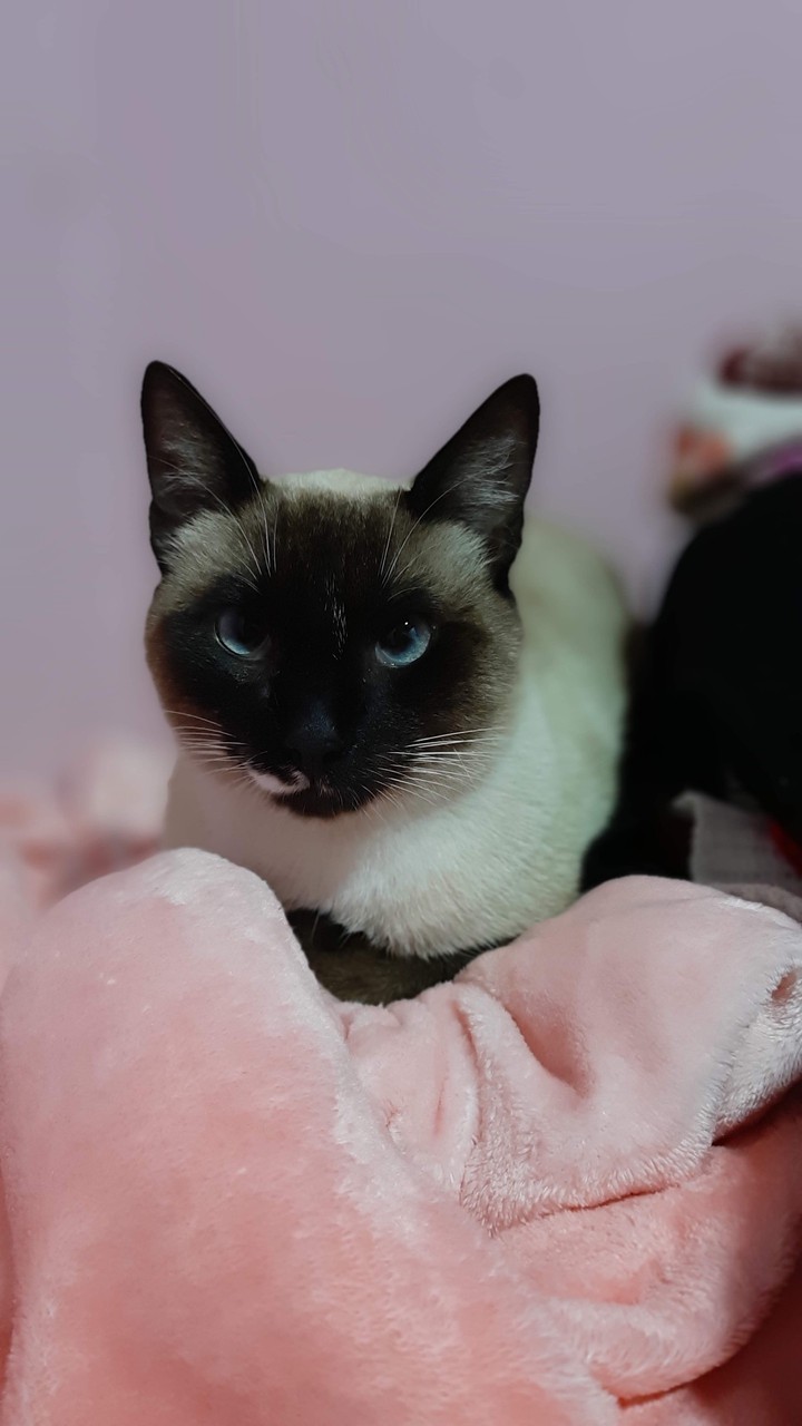 #cat #siamese