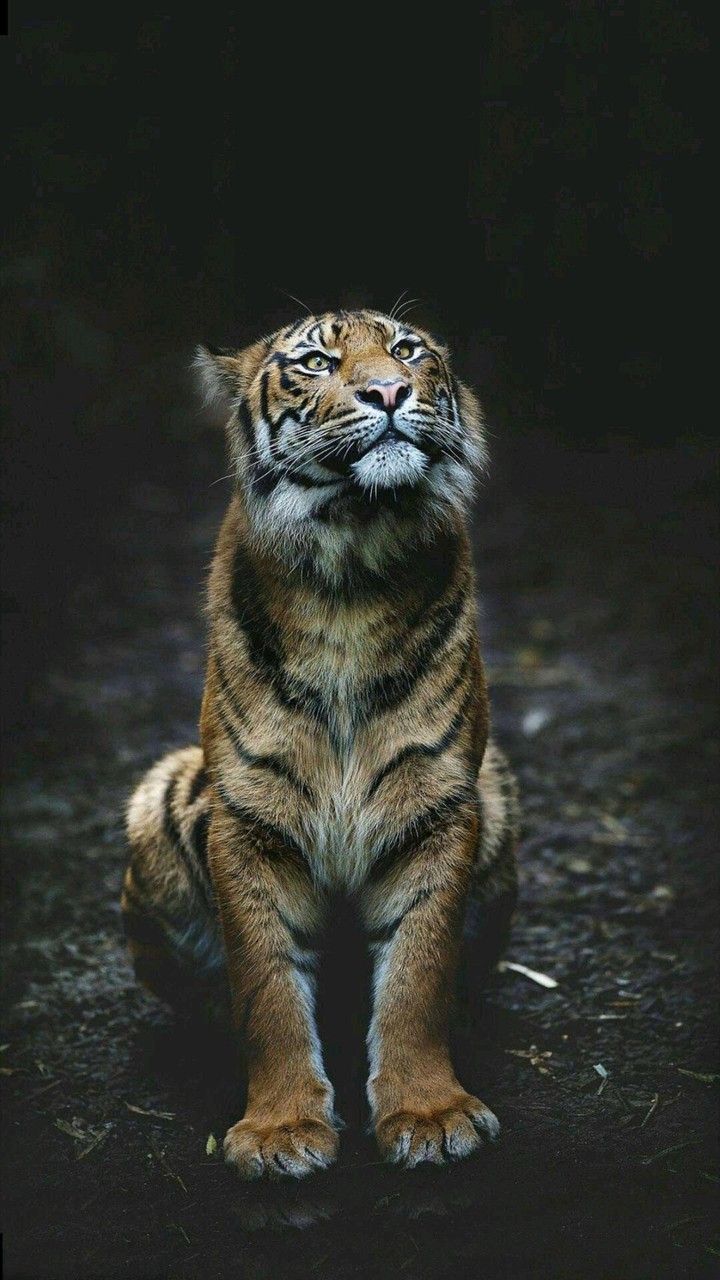tiger
