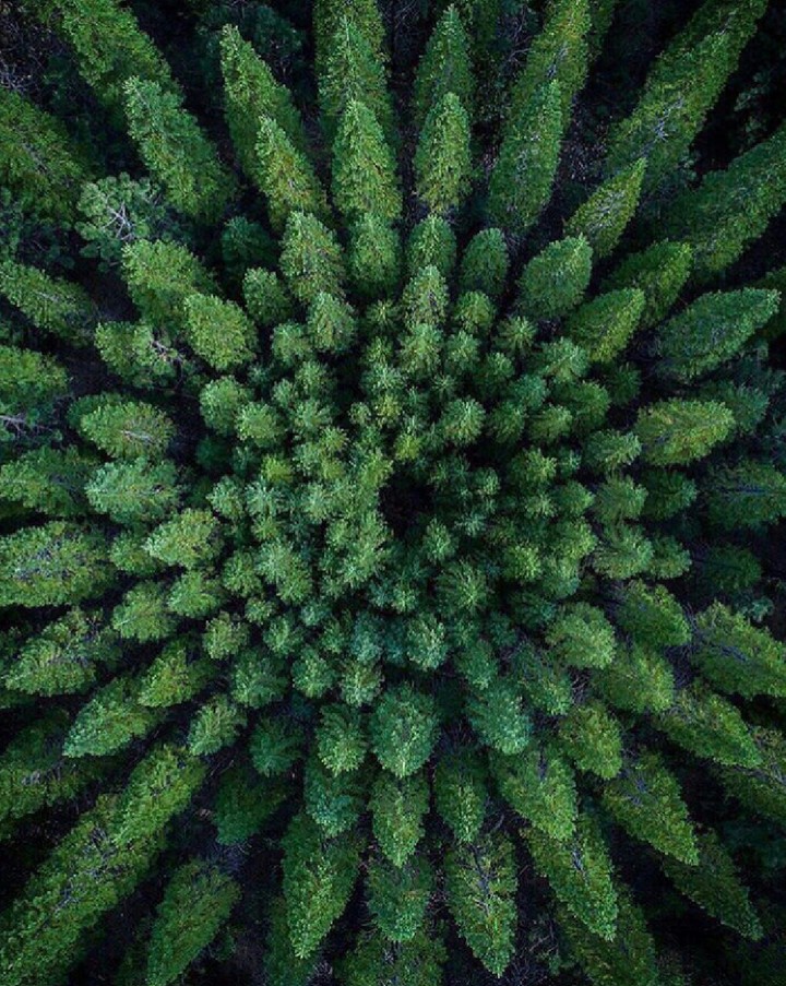 green trees