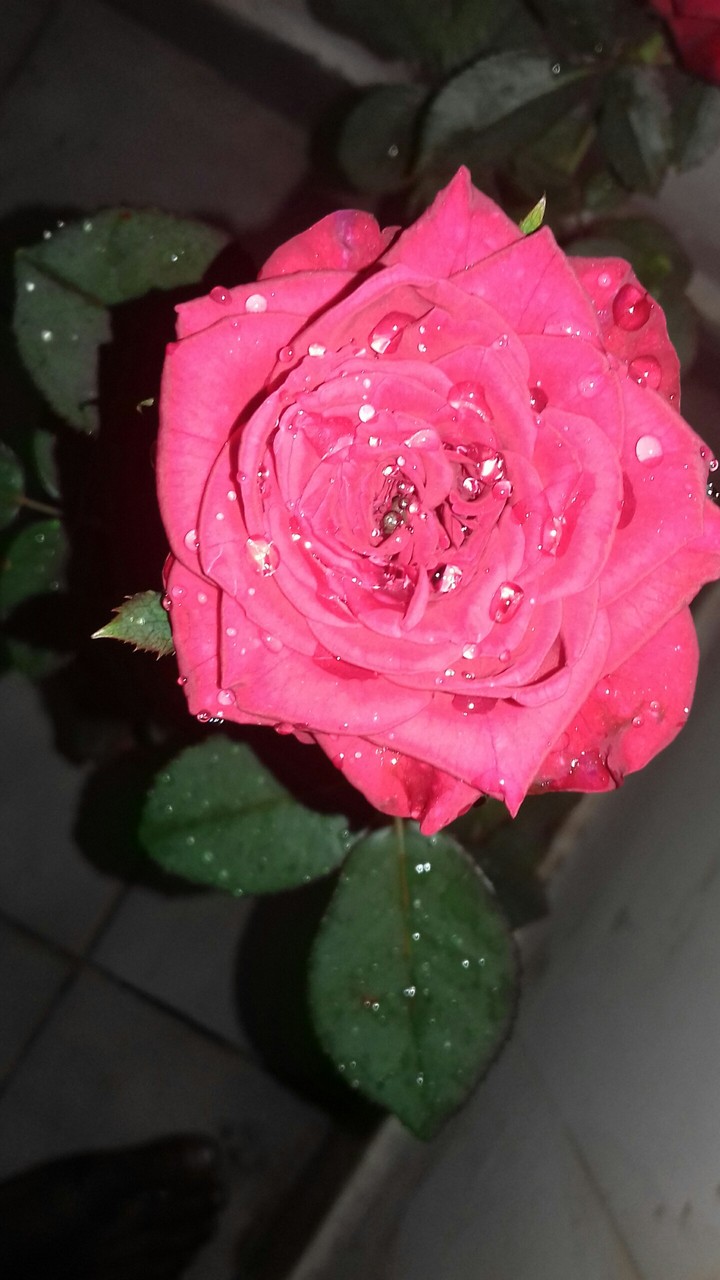 rose