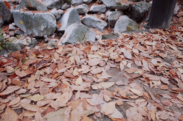 Leaves