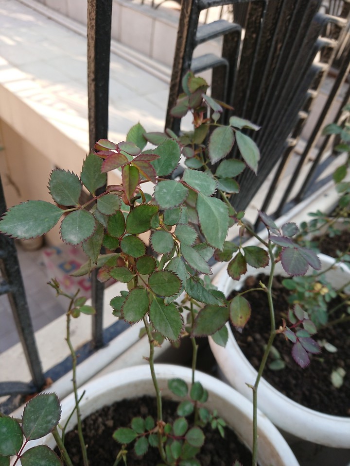 Rose plant