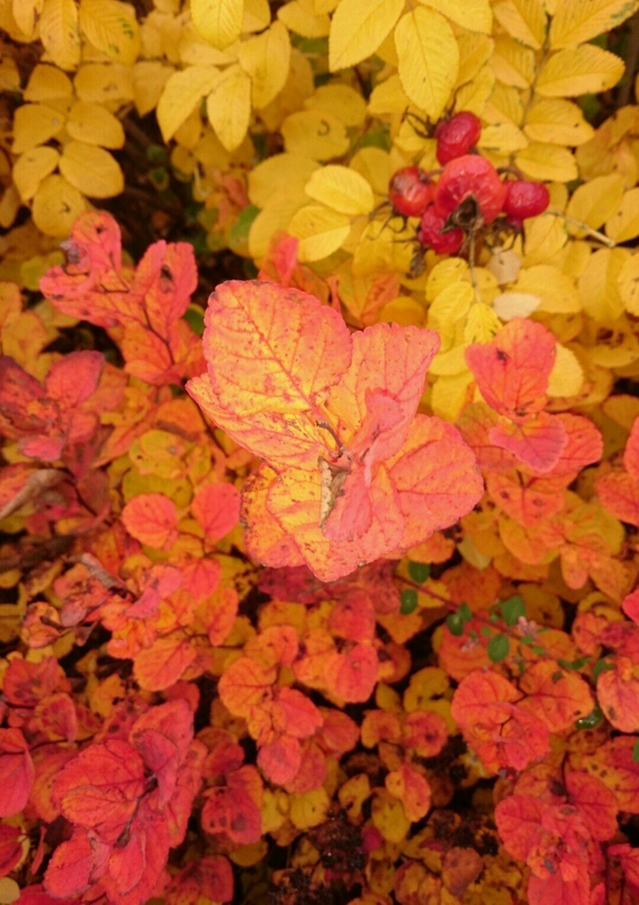 Herbstfärbung