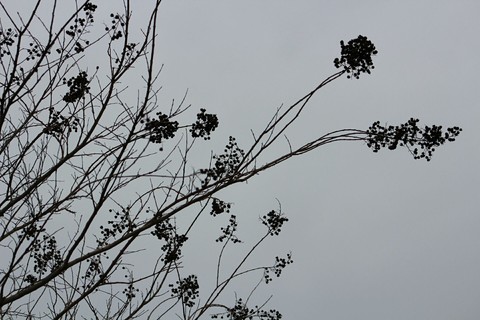 winter blues