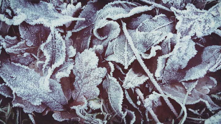 Leaves