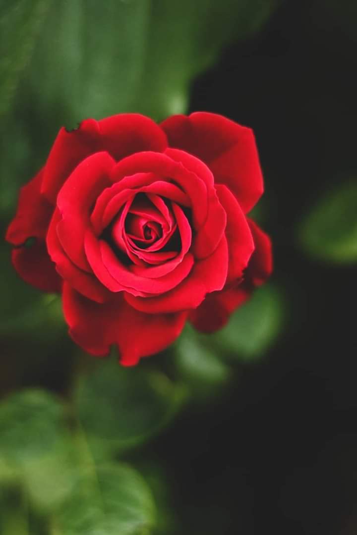 rose