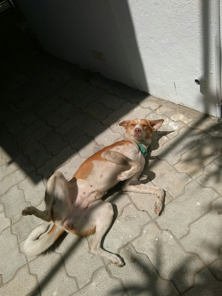 dog