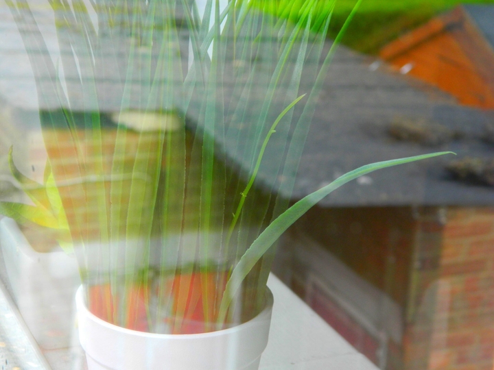 A Plant has Hopes for the Outside World