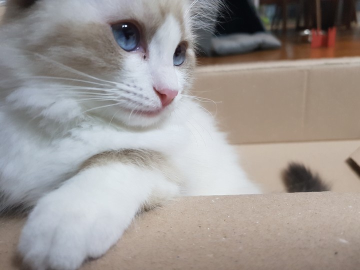 박스 안 고양이