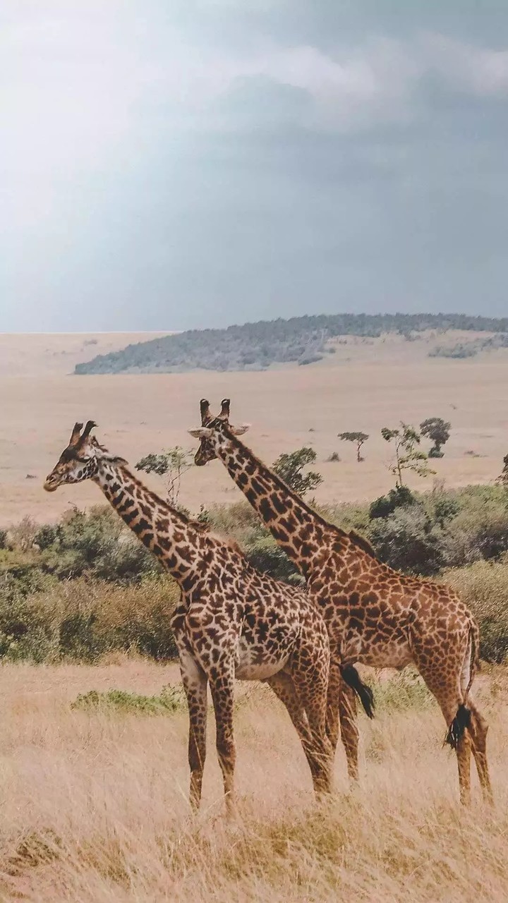wild life