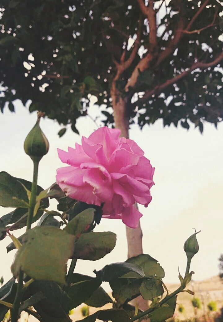 #flower #pink #tree #nature #univercity #garden