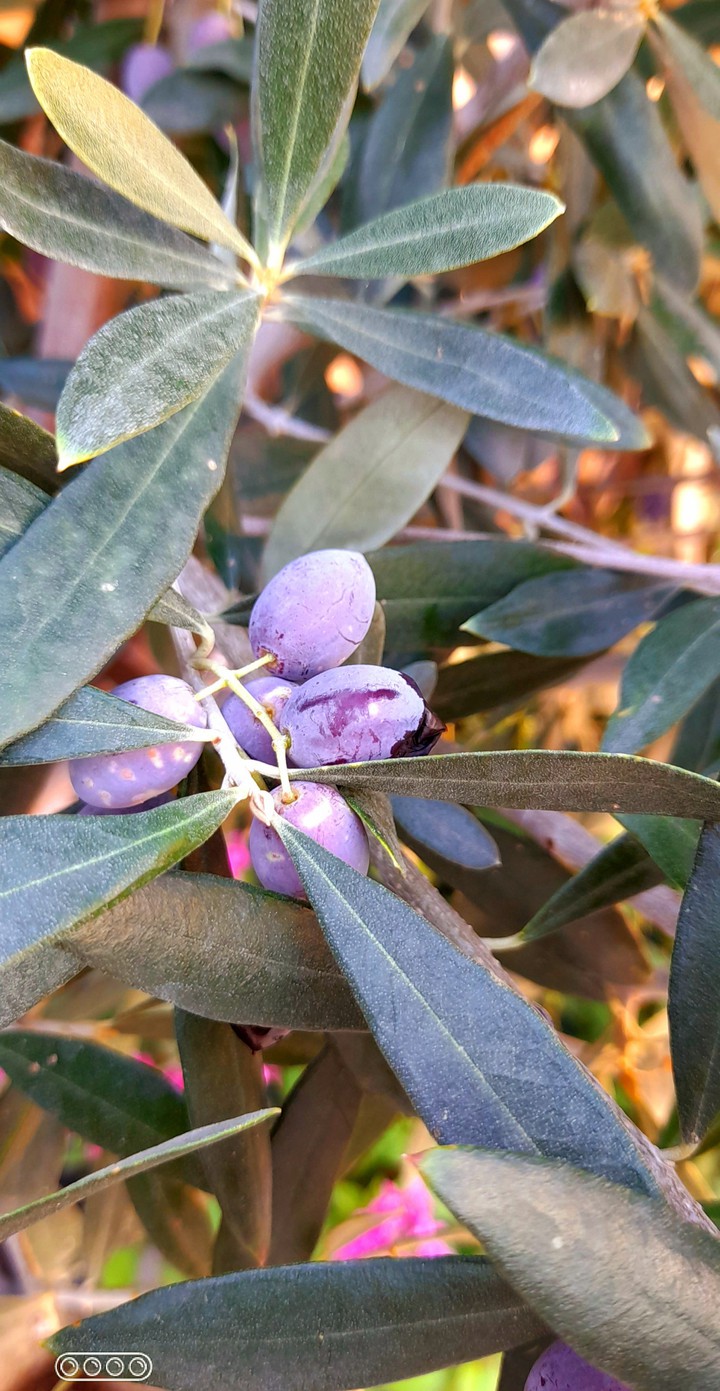 olives