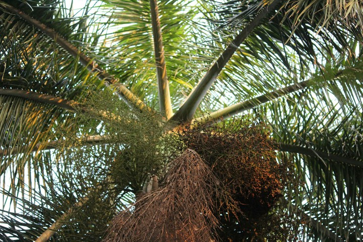 tree