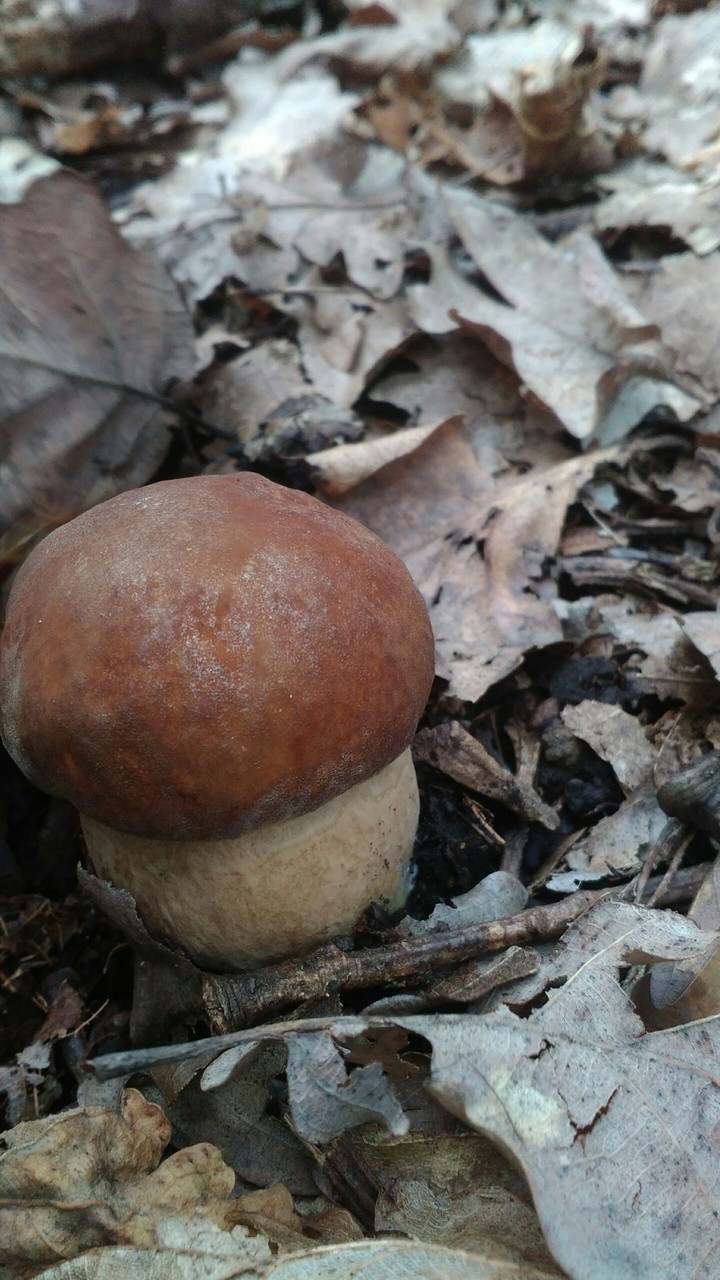a mushroom