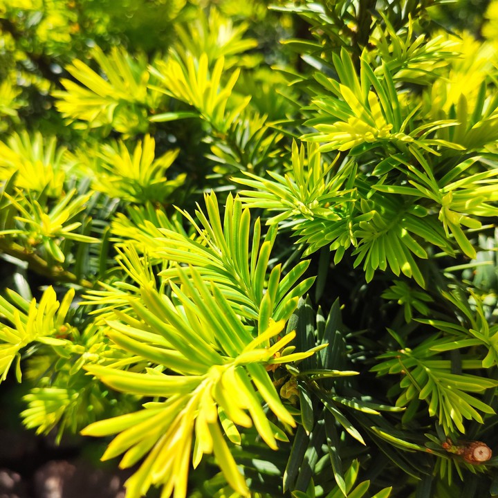 This year born leaves Japanese's yew