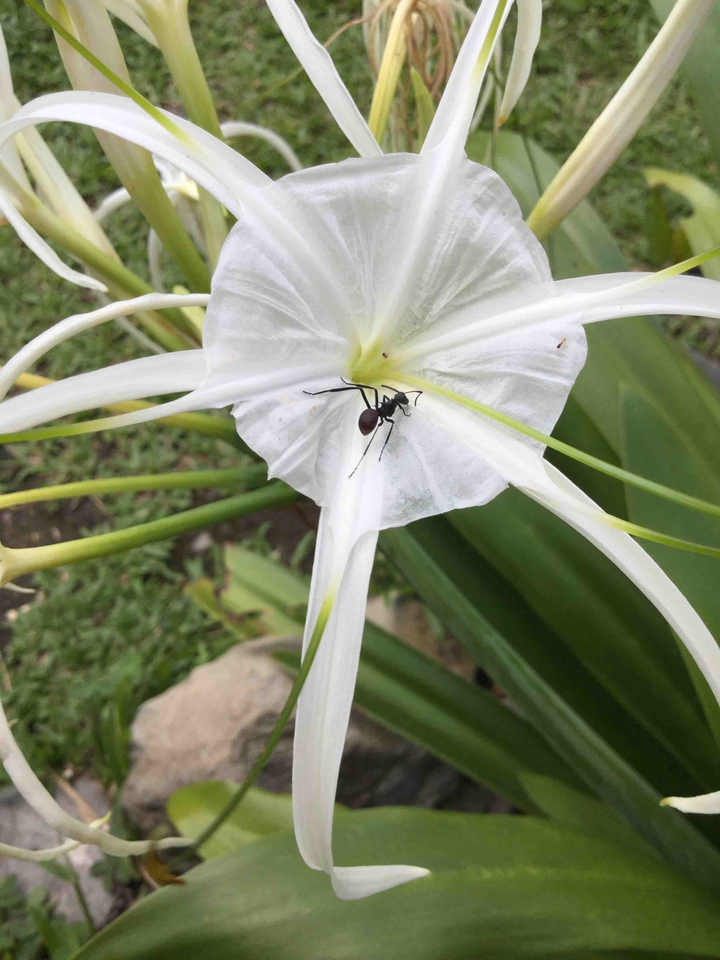 cute ant in the flower