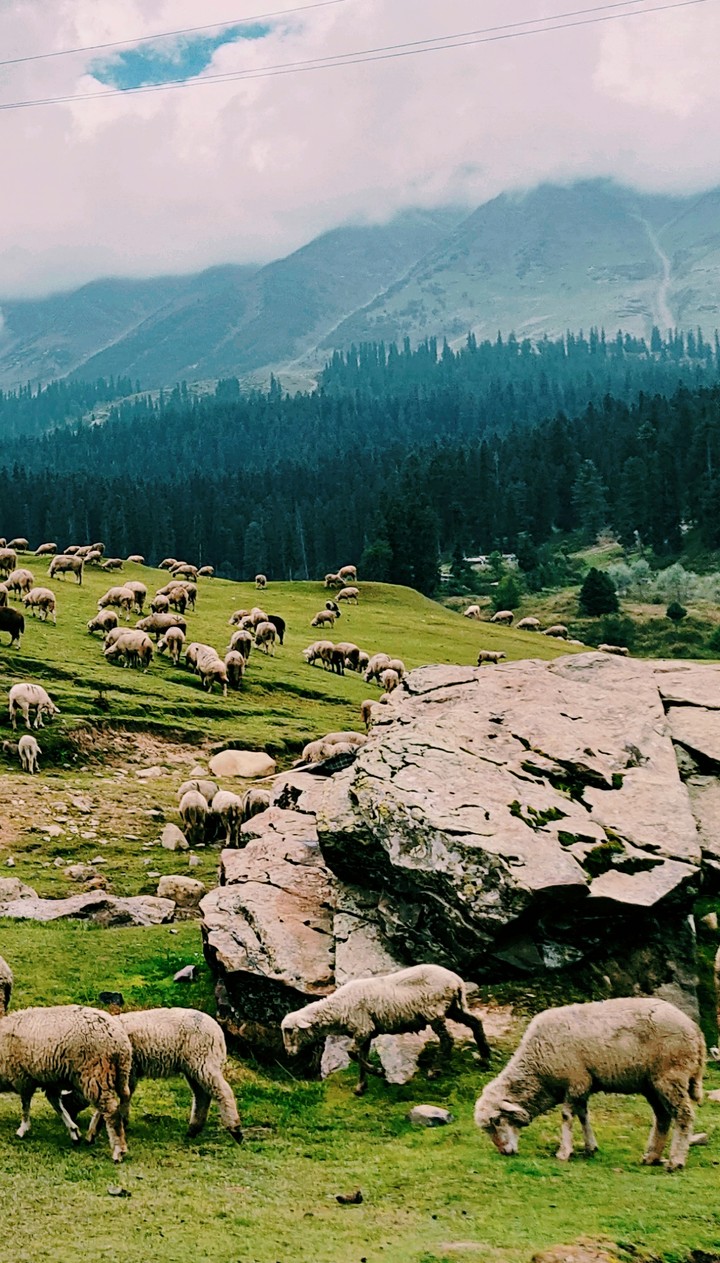sheeps on mountain