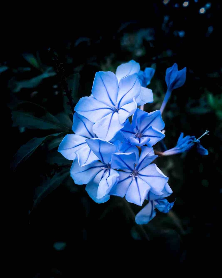 blueflower