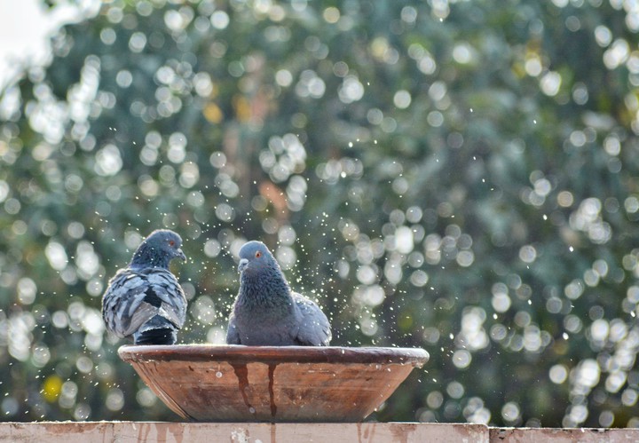 Playtime in water