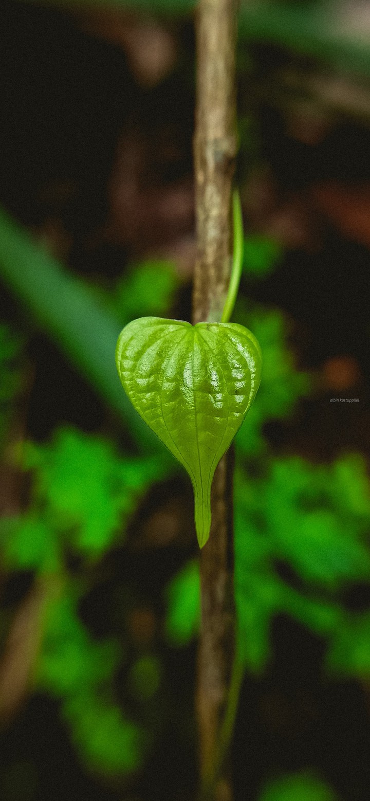 Fall in Love