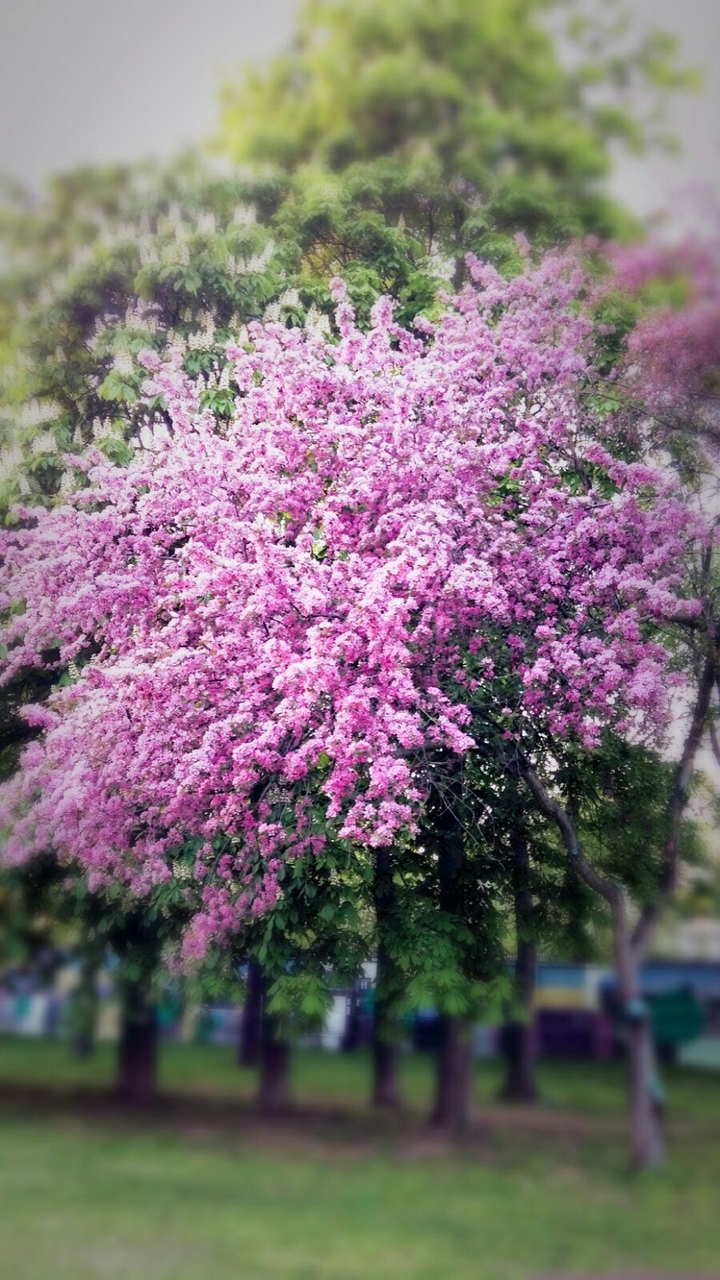 summer colours
